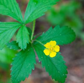   Potentilla norvegica  flower; photo copy; Joshua Mayer 