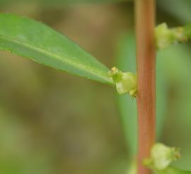   Prosperpinaca palustris  flower; photo: S.L. Winterton 