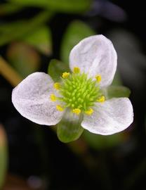   Ranalisma rostrata  flower; photo: S.L. Winterton 