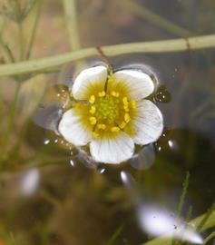   Ranunculus aquatilis  flower; photo: S.L. Winterton 