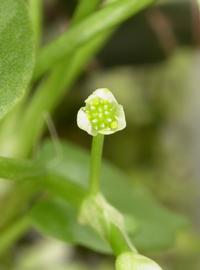   Ranunculus flagelliformis  flower; photo: S.L. Winterton 