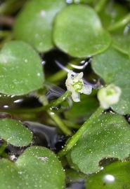   Ranunculus flagelliformis  flower; photo: S.L. Winterton 