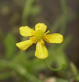   Ranunculus  sp. flower; photo: S.L. Winterton 