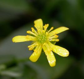   Ranunculus inundatus  flower; photo: S.L. Winterton 