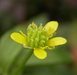   Ranunculus muricatus  flower; photo: S.L. Winterton 