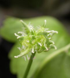   Ranunculus muricatus  fruit; photo: S.L. Winterton 