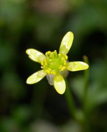   Ranunculus  sp. flower; photo: S.L. Winterton 