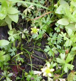   Ranunculus  sp., emersed; photo: S.L. Winterton 