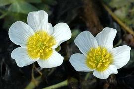   Ranunculus aquatilis  flowers; photo copy; 2003, 2004, 2005 J.K. Lindsey 