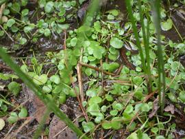   Ranunculus flagelliformis  emergent in shallow water; photos: S.L. Winterton 