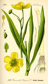   Ranunculus lingua ; plate: Prof. Dr. Otto Wilhelm Thomeacute; quot;Flora von Deutschland Ouml;sterreich und der Schweizquot; copy; 1999 K. Stuuml;ber 