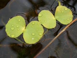   Regnellidium diphyllum  leaves, floating; photo: S.L. Winterton 