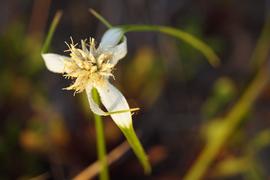   Rhynchospora colorata  flower head; photo copy; John Marquis 