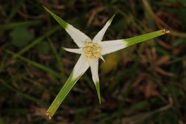   Rhynchospora colorata  flower head; photo copy; Judy Gallagher 