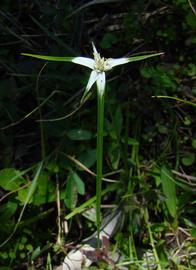   Rhynchospora colorata  inflorescence; photo copy; Anita Gould 