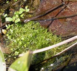   Riccia fluitans , submersed; photo: S.L. Winterton 