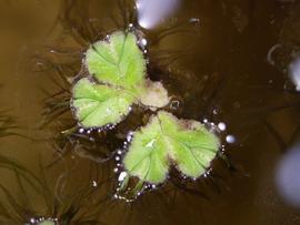   Ricciocarpus natans  thallus, floating; photo: S.L. Winterton 