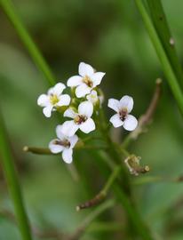   Rorippa nasturtium-aquaticum  flowers; photo: S.L. Winterton 