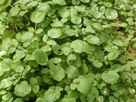   Rorippa nasturtium-aquaticum , emersed; photo: S.L. Winterton 