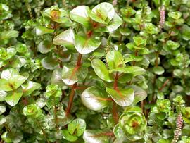   Rotala macrandra , emersed; photo: S.L. Winterton 