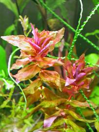   Rotala macrandra , submersed; photo: S.L. Winterton 