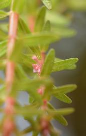   Rotala mexicana #39; Araguaia #39; , flowers; photo: S.L. Winterton 