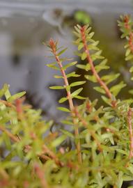   Rotala mexicana #39; Araguaia #39; , emersed; photo: S.L. Winterton 