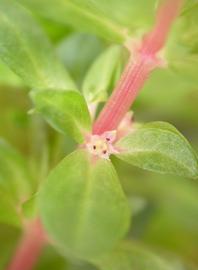   Rotala occultiflora  flowers; photo: S.L. Winterton 