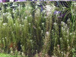   Rotala occultiflora , submersed; photo: S.L. Winterton 