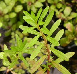   Rotala ramosior , emersed; photo: S.L. Winterton 