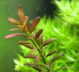   Rotala ramosior , submersed; photo: S.L. Winterton 