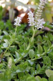   Rotala rotundifolia  #39;Green#39;, emersed; photo: S.L. Winterton 