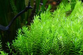   Rotala rotundifolia  #39;Green#39;, submersed; photo: S.L. Winterton 