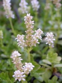   Rotala rotundifolia  #39;Green#39;, emersed with inflorescence; photo: S.L. Winterton 