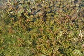   Rotala macrandra  #39;Narrow-leaf#39;, submersed; photo: S.L. Winterton 