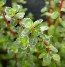   Rotala indica , emersed; photo: S.L. Winterton 