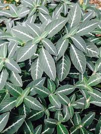   Ruellia brevifolia  (terrestrial); photo: S.L. Winterton 