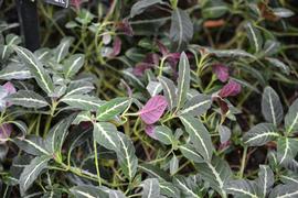   Ruellia portellae  (terrestrial); photo: S.L. Winterton 