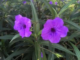   Ruellia  sp. (terrestrial) flowers; photo: S.L. Winterton 