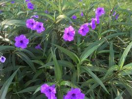   Ruellia  sp. (terrestrial); photo: S.L. Winterton 