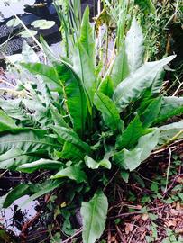   Rumex hydrolapathum , emersed; photo: S.L. Winterton 