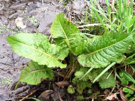   Rumex obtusifolius , emersed; photo: S.L. Winterton 