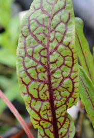   Rumex sanguineus  leaf; photo: S.L. Winterton 