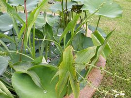   Sagittaria  sp., emersed; photo: S.L. Winterton 