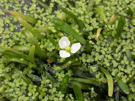   Sagittaria subulata  among duckweed and  Wolffia , submersed and emersed; photo: S.L. Winterton 