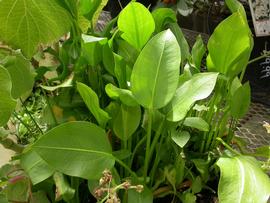   Sagittaria sanfordii , emersed; photos: S.L. Winterton 