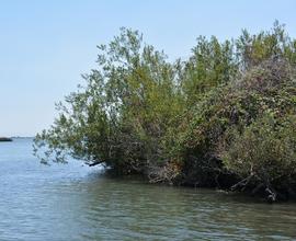   Salix  sp. at water#39;s edge; photo: S.L. Winterton 