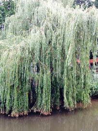   Salix  sp. at water#39;s edge; photo: S.L. Winterton 