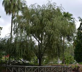   Salix matsudana ; photo: S.L. Winterton 