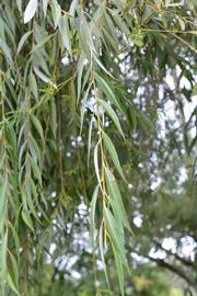   Salix matsudana  leaves; photo: S.L. Winterton 